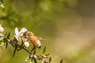 Protecting Australia's Honey bees: How Gather By's Innovative Approach Shines Amidst Varroa Mite Challenge